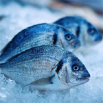 Frozen Big Fish